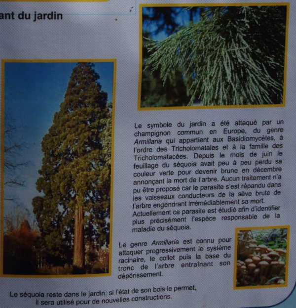 sequoia2.JPG