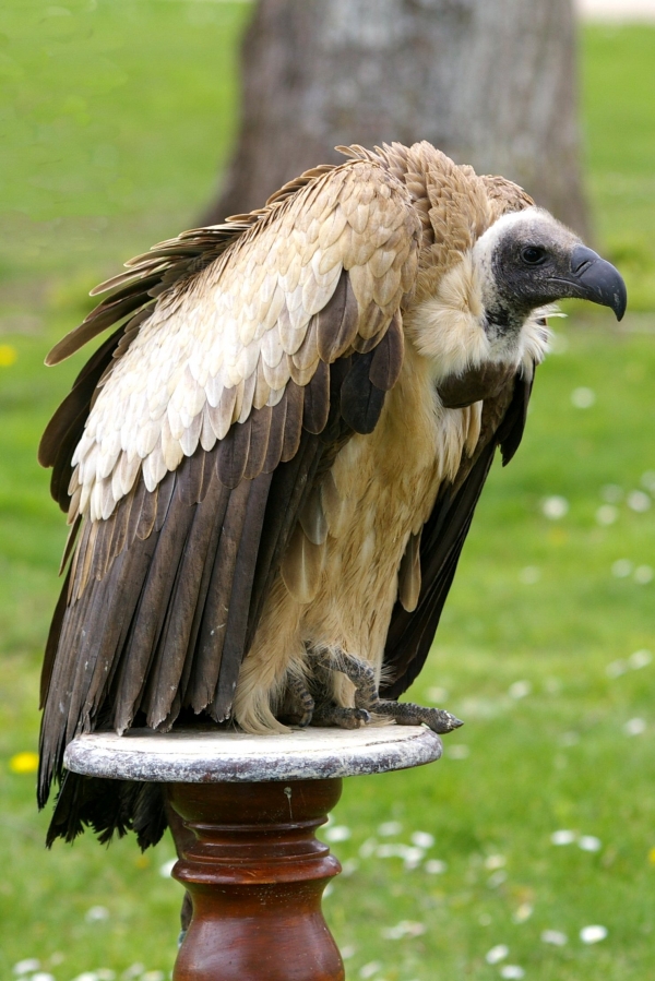 rapaces, vautours