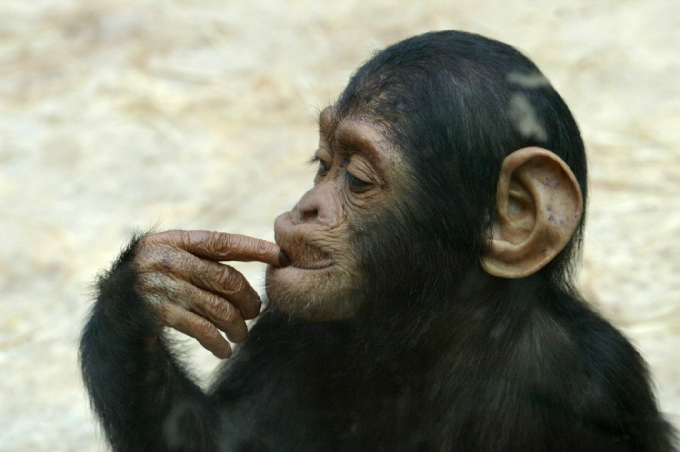 chimpanze1a.jpg