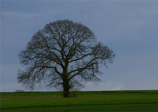 arbre.jpg